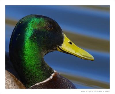 Mallard (close up)