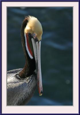 IMG_3759ps{Q}{Q}_ni.jpg