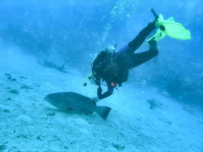 Hal petting grouper.jpg