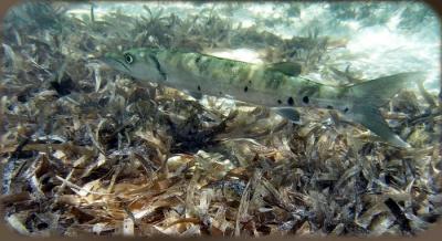 barracuda in grass 2.jpg