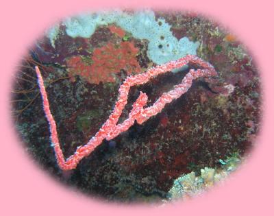 Calvins crack encrusting red star coral.JPG