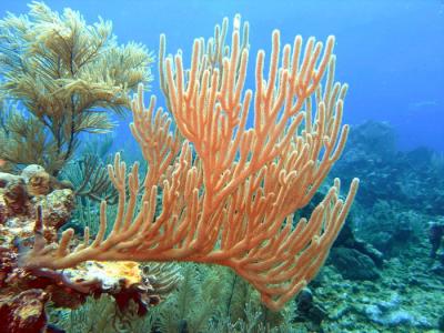 u16/mauimermaid/medium/42089862.Calvinscracksoftcoral.jpg