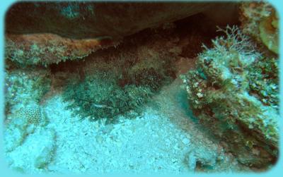 u16/mauimermaid/medium/42089863.Calvinscracktoadfish_resize.jpg