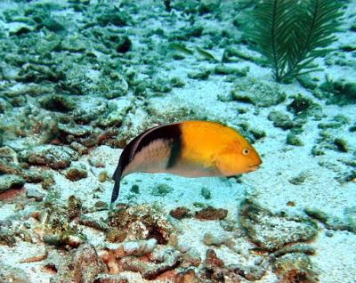 u16/mauimermaid/medium/42089864.Calvinscrackyellowheadwrasse.jpg