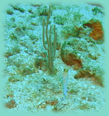 u16/mauimermaid/medium/42089865.Calvinscrackyellowheadjawfish_resize.jpg