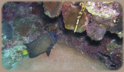 u16/mauimermaid/medium/42089866.Calvinscrackyellowtaildamselintermediate_resize.jpg