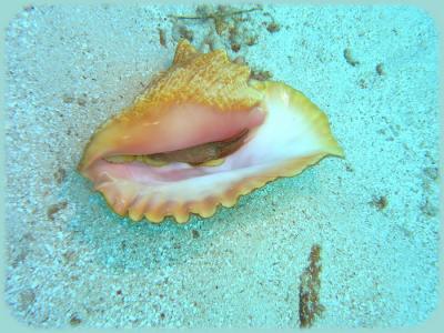Chimneys conch.jpg