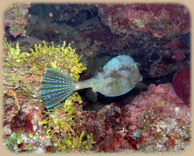 Chimneys scrawled cowfish 1.jpg
