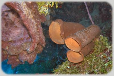 Chimneys tubesponge 1.jpg