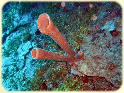 Chimneys Tubesponge 2.jpg