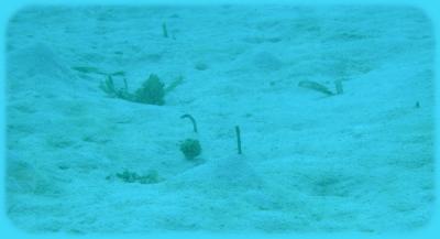 coco view wall garden eels.jpg