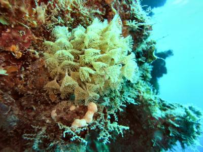 coco view wall feather duster tubeworm.jpg