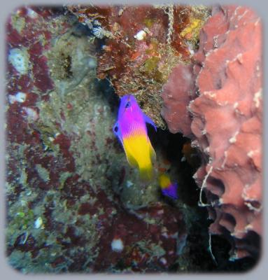 Dive from hell fairy basslet.jpg