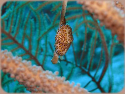 coco view wall flamingo tongue 1.jpg