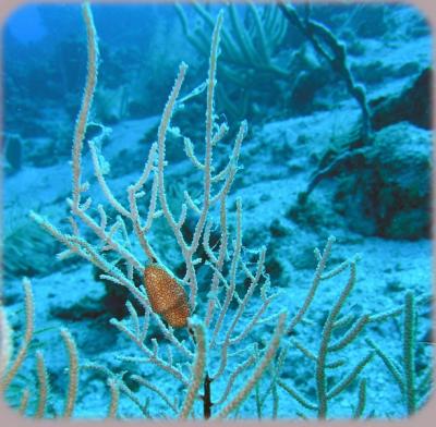coco view wall flamingo tongue 3.jpg