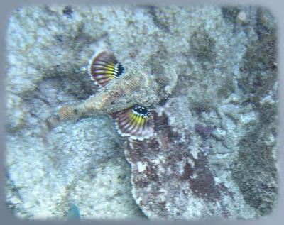 coco view wall spotted scorpionfish.jpg