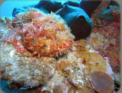 coco view wall spotted scorpionfish 2.jpg