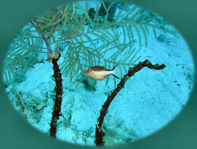 coco view wall sharpnose puffer.jpg