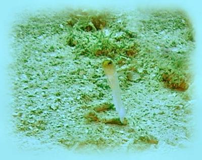 coco view wall yellow headed jawfish 2.jpg