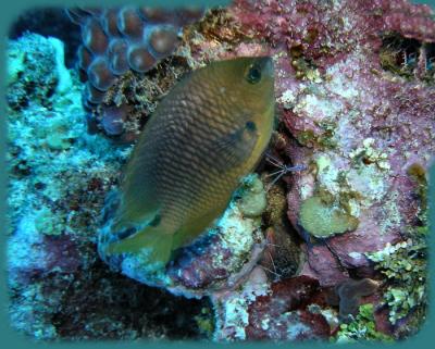 Dive from hell threespot damselfish.jpg
