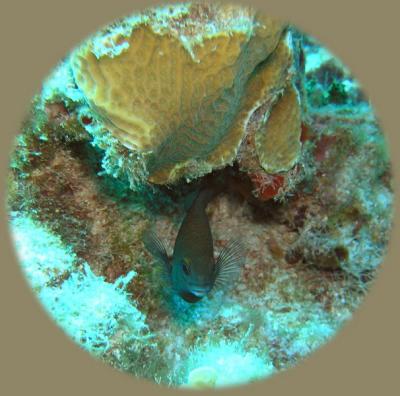 Dive from hell cocoa damselfish.jpg