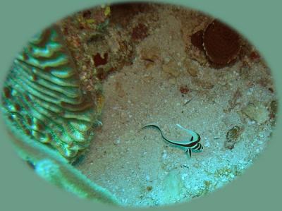 Dive from hell spotted drum juvenile.jpg