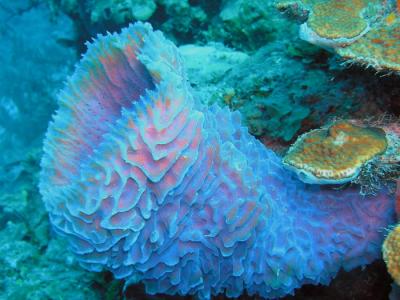 Docs dive lavender sponge.jpg