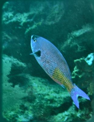 Docs dive creole wrasse.jpg