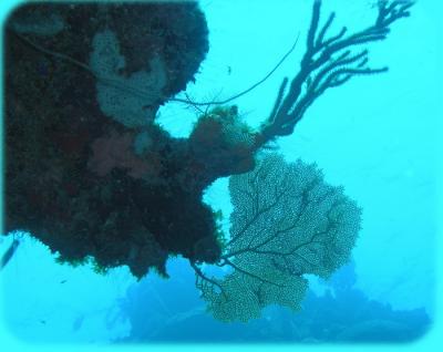 Docs dive n neumans wall fan.jpg