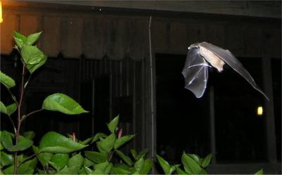 Bat.jpg