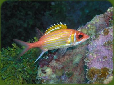Docs dive n neumans wall longjaw squirrelfish 1.jpg
