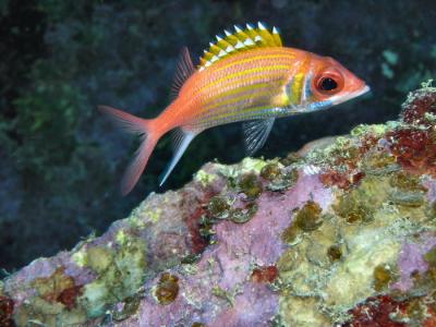 Docs dive n neumans wall longjaw squirrelfish 2.jpg