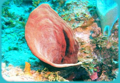 Docs dive n neumans wall red sponge.jpg