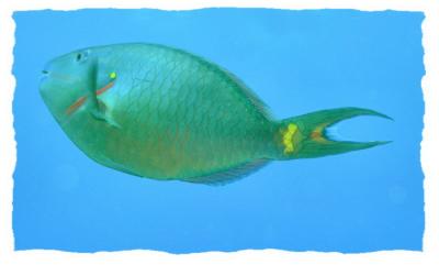 docs dive n neumans wall stoplight parrotfish terminal phase 2.jpg