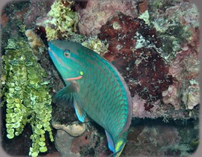 docs dive n neumans wall stoplight parrotfish terminal phase 3.jpg