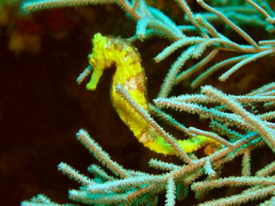 Docs dive n neumans wall yellow seahorse 2.jpg