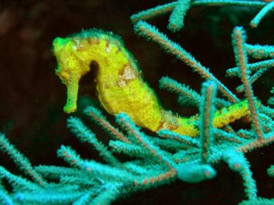 Docs dive n neumans wall yellow seahorse 3.jpg
