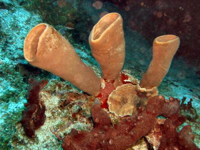 Docs dive tube sponges 1.jpg