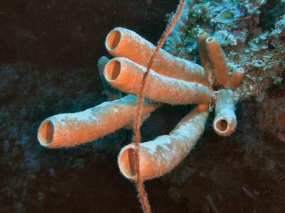 u16/mauimermaid/medium/42116756.Docsdivetubesponges2.jpg