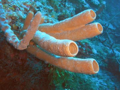 Docs dive tube sponges 3.jpg