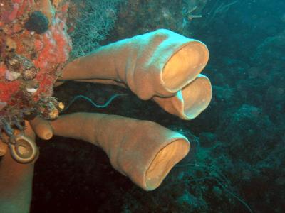 Docs dive tube sponges 4.jpg
