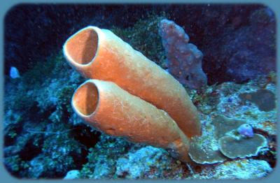 Docs dive tube sponges 5.jpg