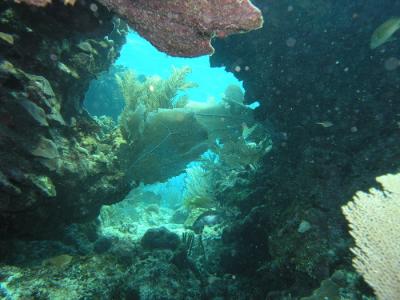 Docs dive up a hole 2.jpg