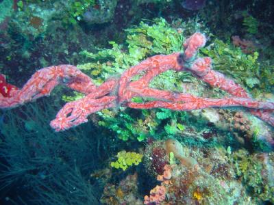 encrusting red star coral.JPG