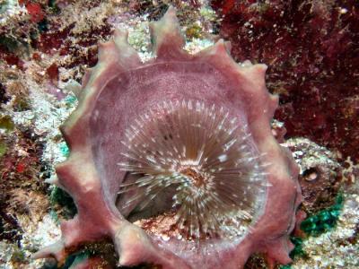 feather duster in sponge.JPG