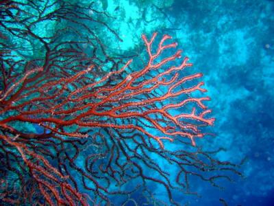 gorgonian.JPG
