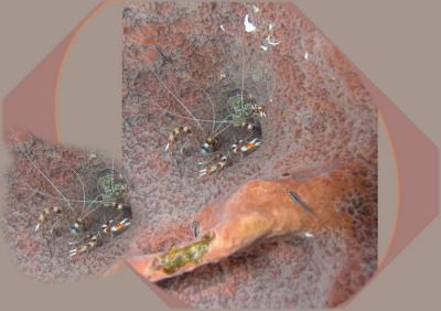Johns Spot banded coral shrimp.jpg