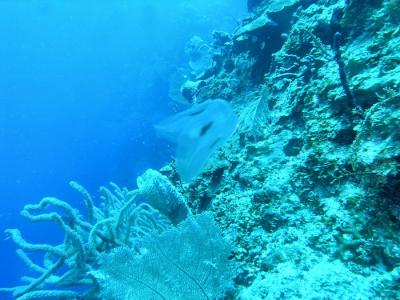 Johns Spot jellies0.jpg