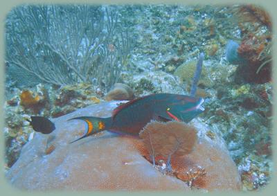 Johns Spot Parrotfish_1.jpg