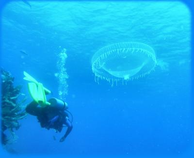 Johns Spot jellies2.jpg